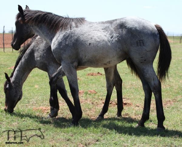 Saltys Fireball's 2019 Roan Colt